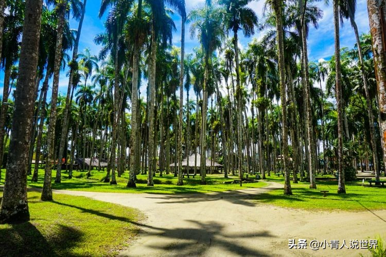 苏里南是荷兰的殖民地吗,南美洲的官方语言是什么