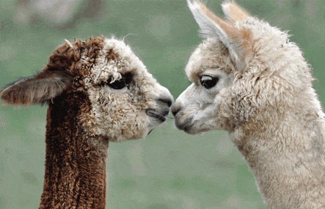 神兽羊驼吐口水,羊驼为什么吐口水表情包