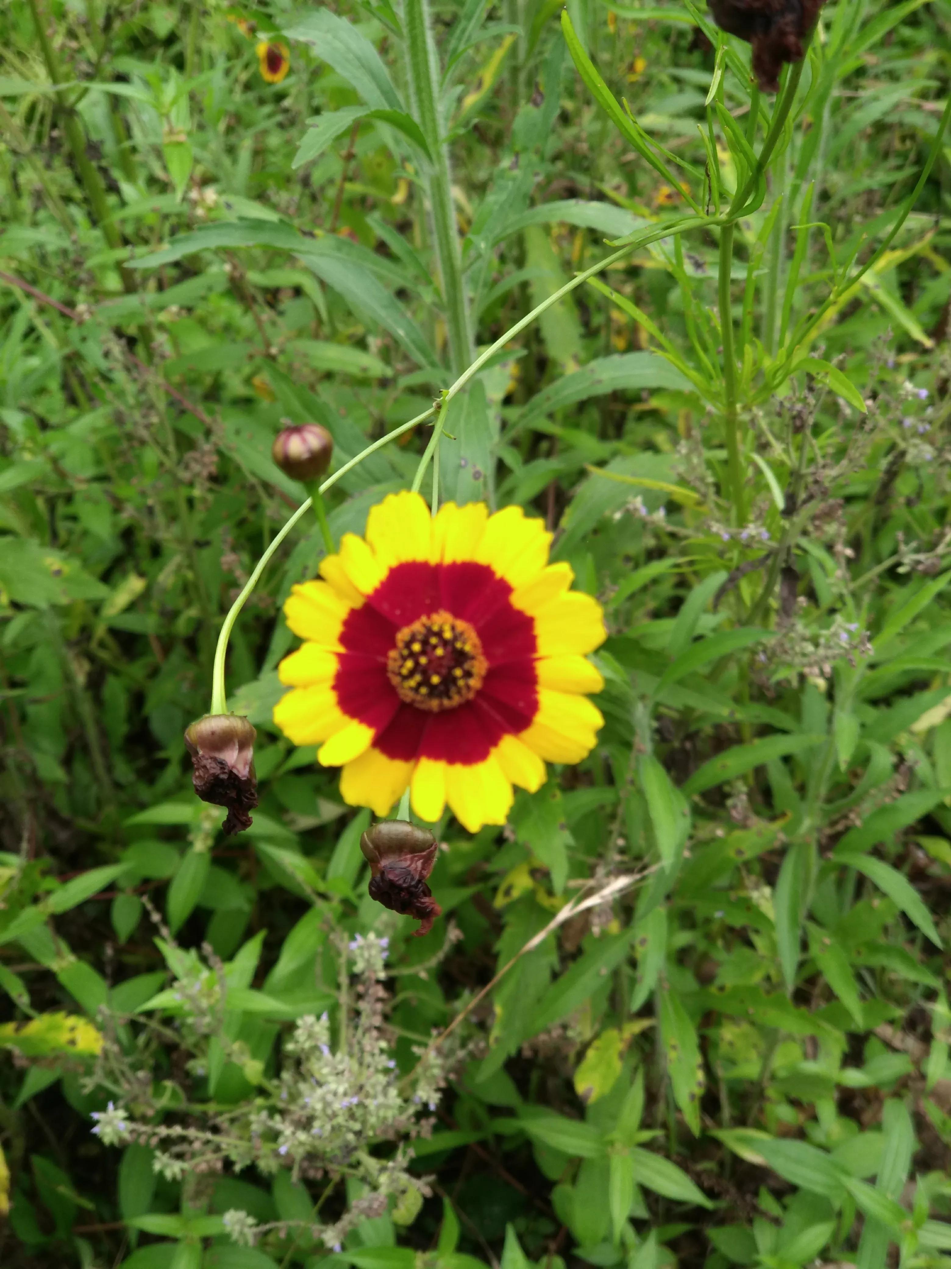 湖南常德花岩溪古村,湖南常德桃源县花岩溪