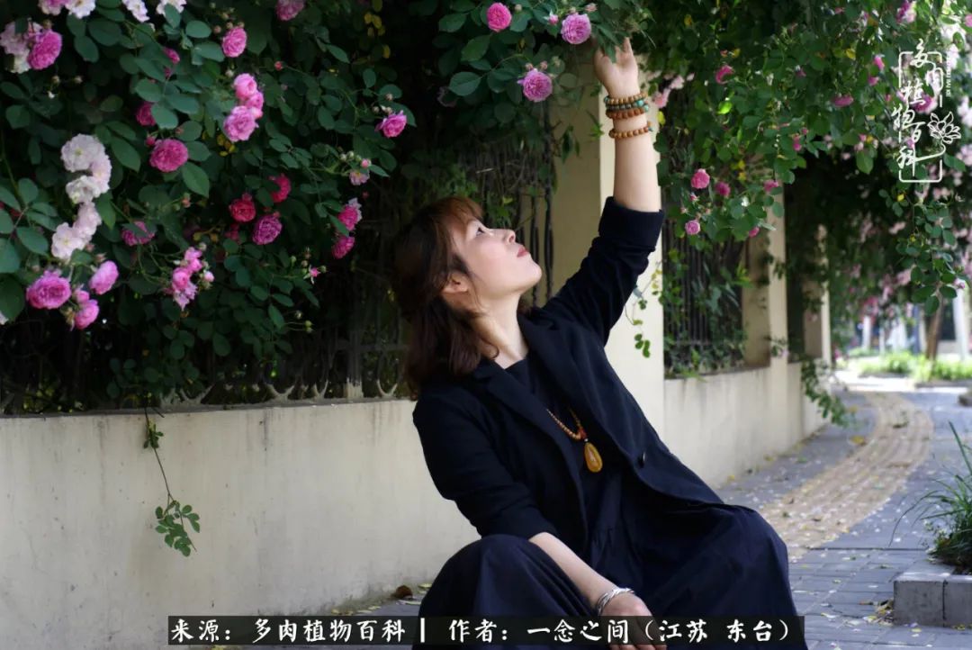 遇见花开蓝莓糖,遇见花开蔬菜沙拉酱