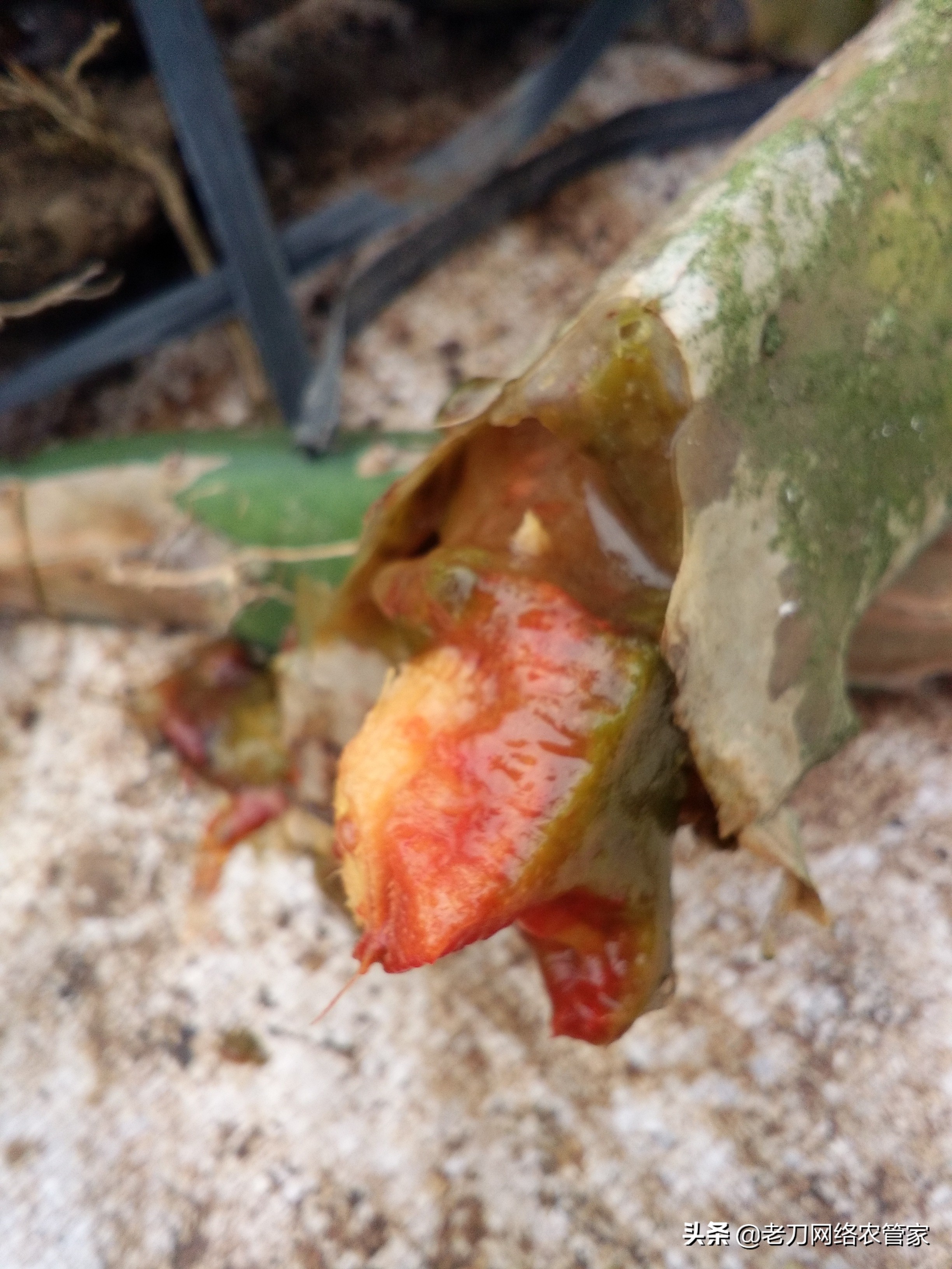新种植的火龙果烂根怎么办,火龙果病害烂茎怎么办