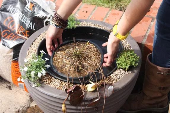 睡莲怎么养才能开花大,睡莲怎么养才容易开花