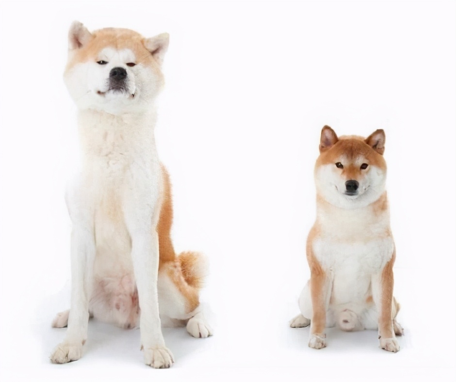 柴犬和秋田有啥区别,秋田和柴犬的混血狗