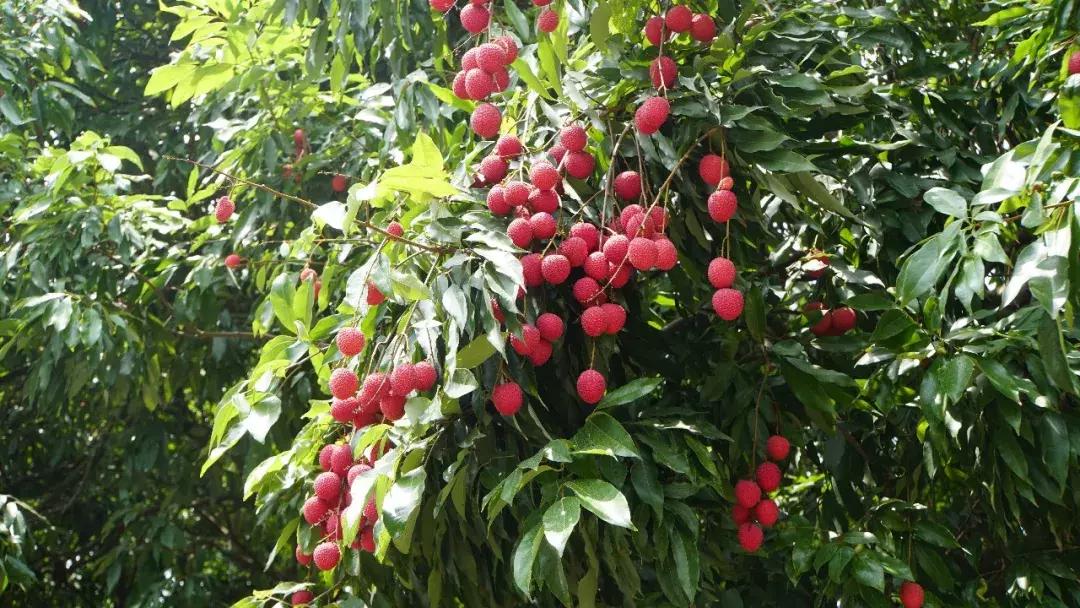 直击莆田荔枝采摘现场,莆田荔枝现摘