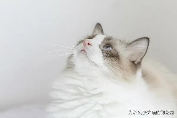 猫咪也会感染犬瘟热,猫咪也会突发性猫瘟么