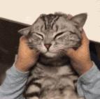 被小猫挠伤需要打疫苗吗,被猫挠了出血了需要打疫苗吗