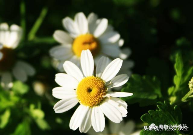 养花必备四种调料,养花最好的4种料