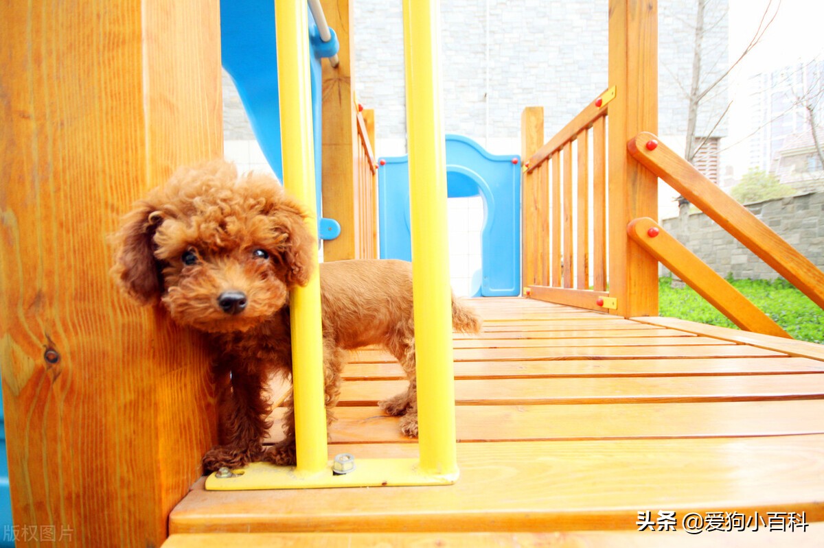 养一公一母泰迪要注意什么,怀孕养泰迪狗注意事项