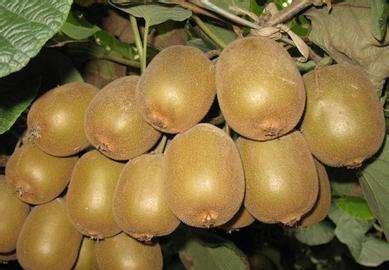 一个河南人眼中的河南,陕西最有前景的农业