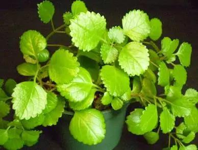 剪个花枝就能开花的植物,枝条就能存活的盆栽植物