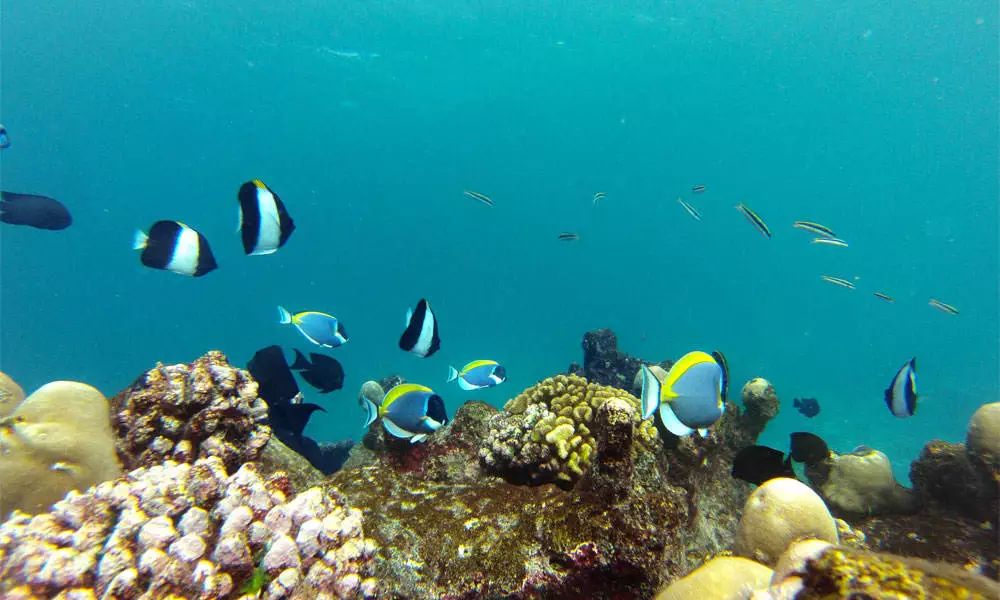 马尔代夫10个拖尾沙滩度假岛,陈小春在马尔代夫