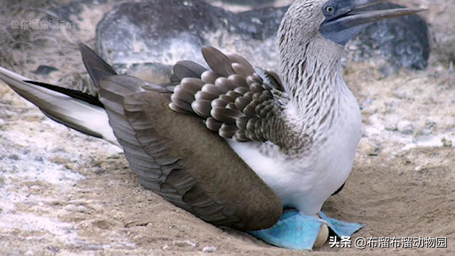 奇葩大傻鸟，凭一双蓝色大脚闯天下，鸟姑娘居然最爱油腻男
