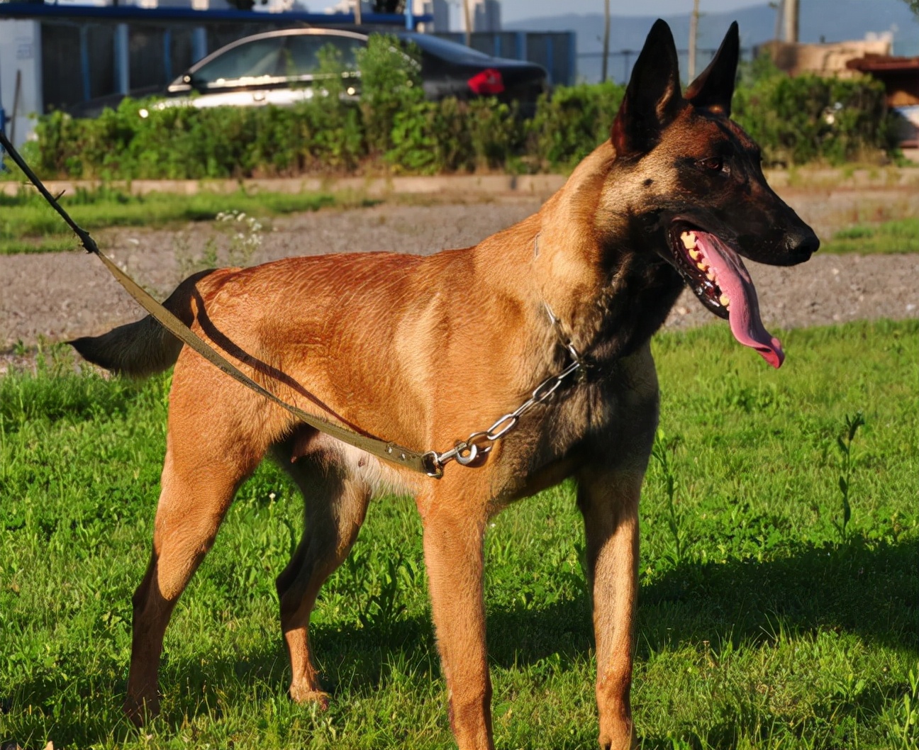 养马犬有什么好处视频,养马犬的十大好处图文