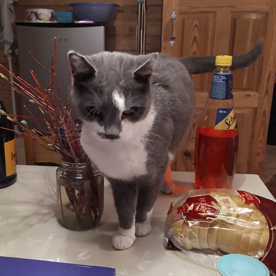 关于猫的13个误解，其中一些可能会让你大吃一惊