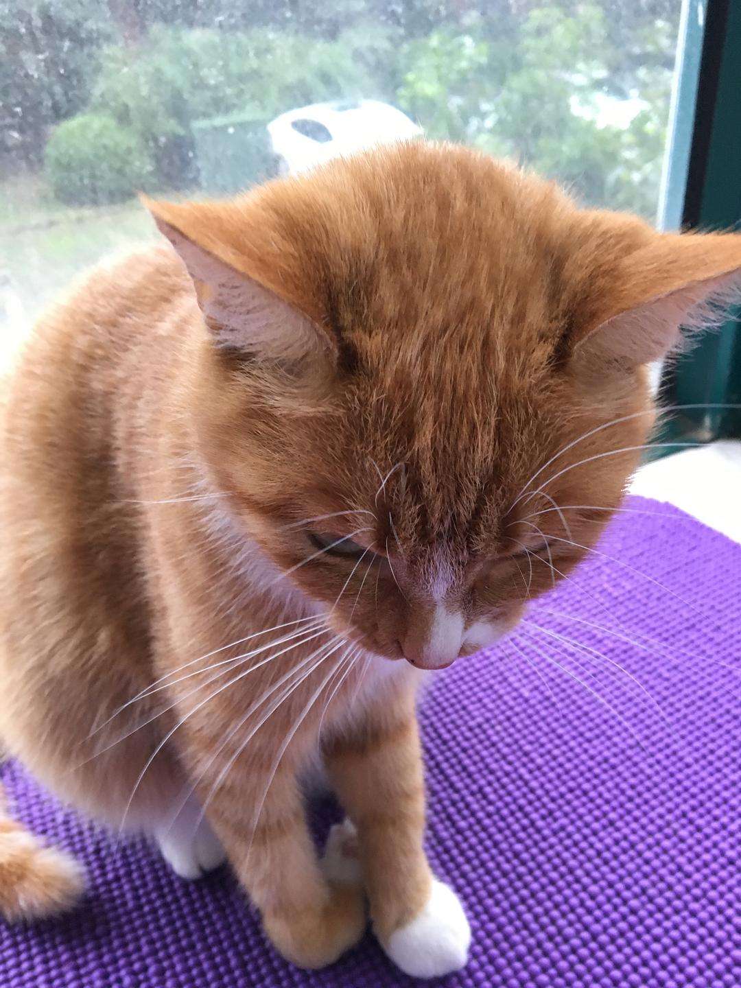 猫咪经常上蹿下跳会得髌骨脱位吗,猫咪脱臼了治疗要多少钱