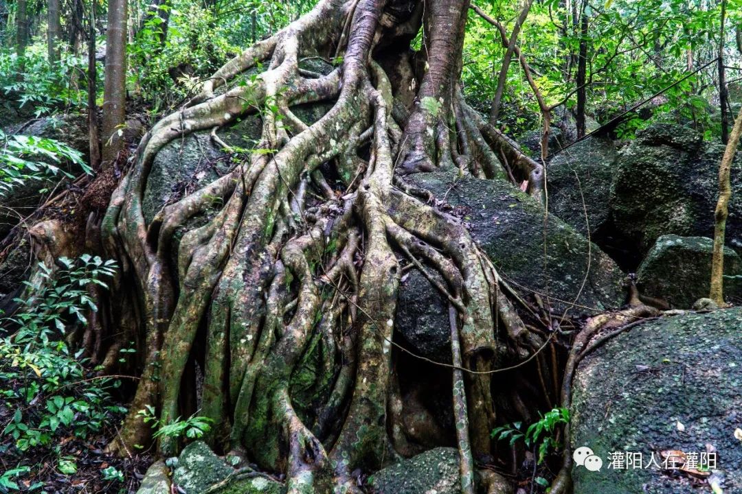 广西桂林灌阳县旅游,灌阳人在柳州