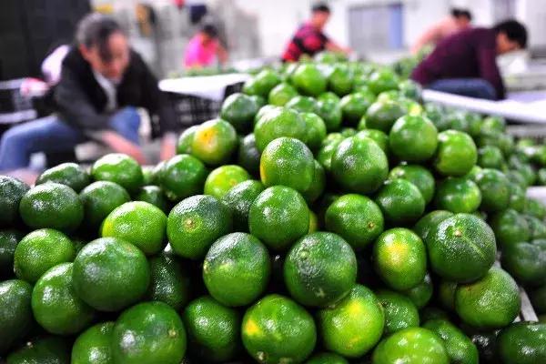 种植优质农产品如何推广,想把农产品卖好怎么办