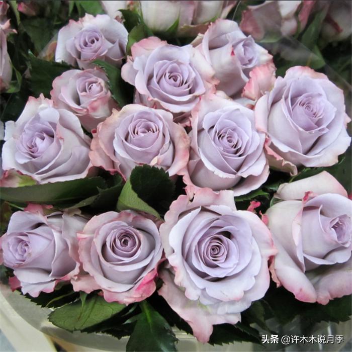 切花大全100种,鲜花大全50种花的花语