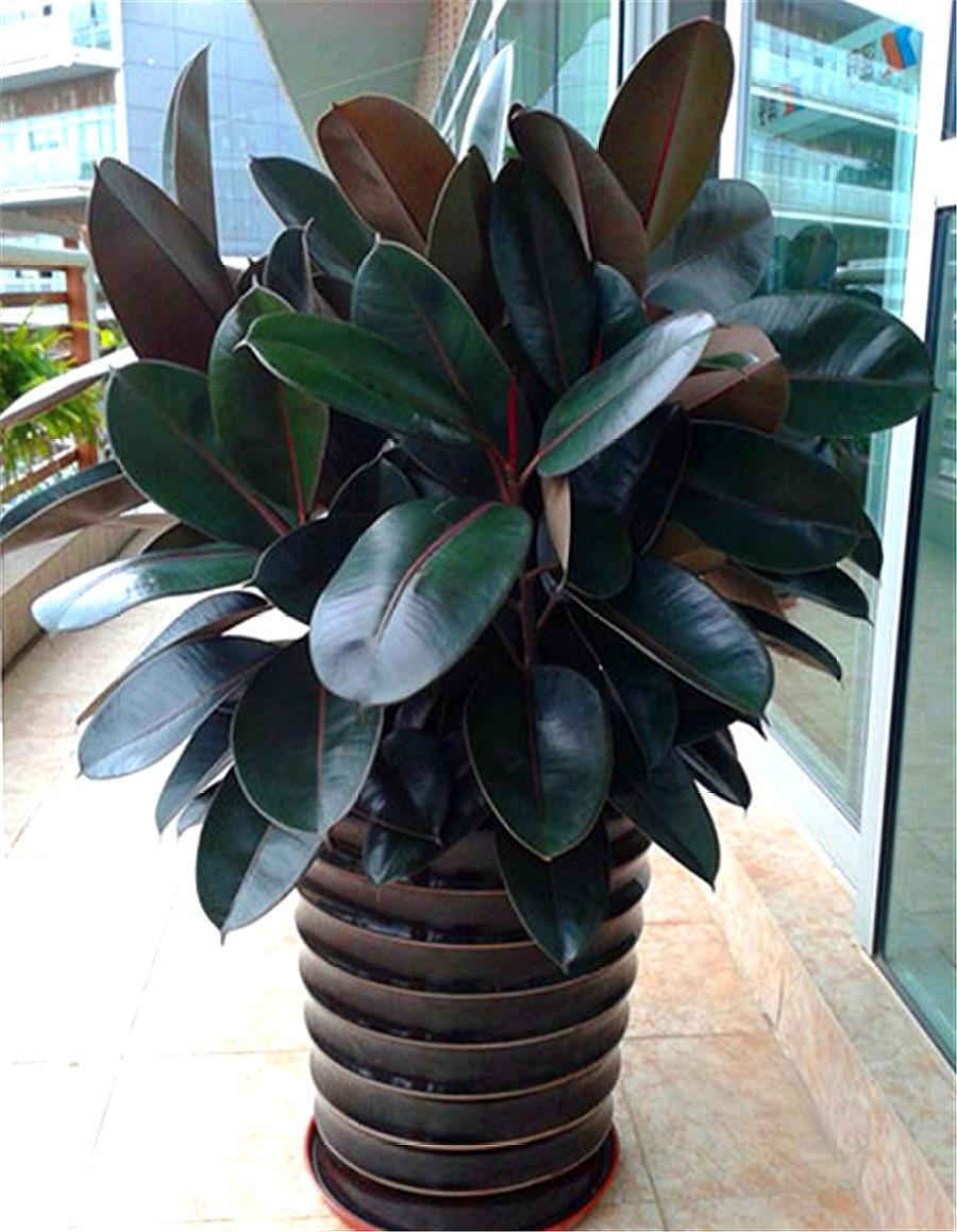 橡皮树怎样才能不长高叶子黑又亮,橡皮树侧芽怎么才能长出来