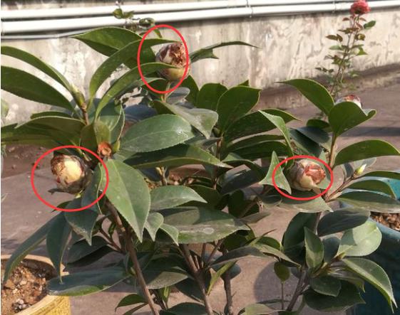 茶花花苞打不开干了怎么办,茶花的花苞打不开怎么办