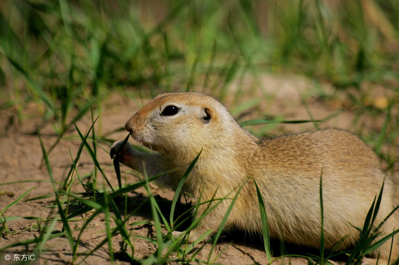 路遇黄鼠狼民间故事,民间故事黄鼠狼为求饶竟开口说话