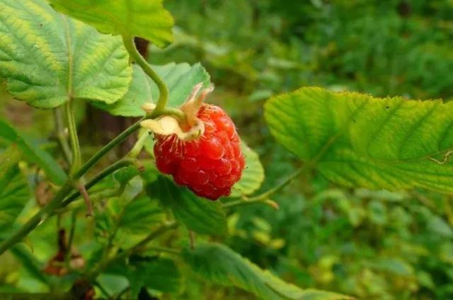 西双版纳奇葩食物,西双版纳有种水果就像桂圆一样