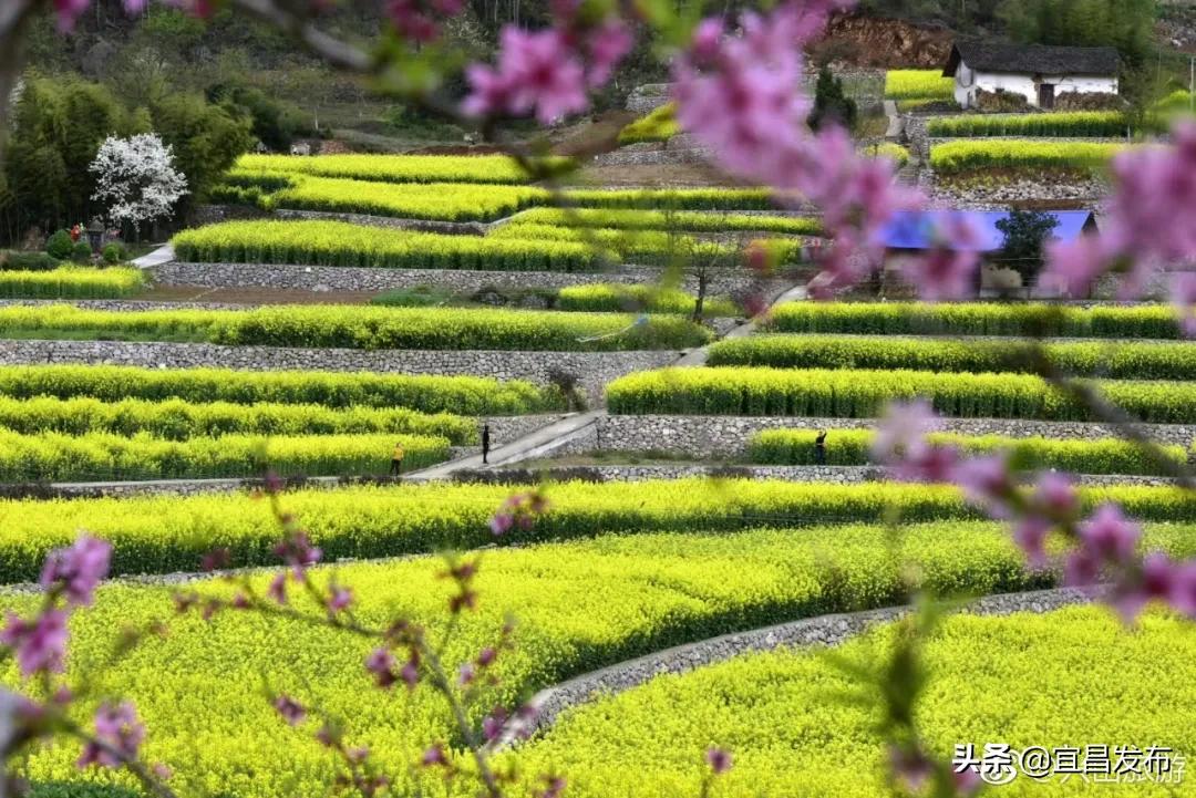 2021宜昌春季休闲农业精品线路公布！