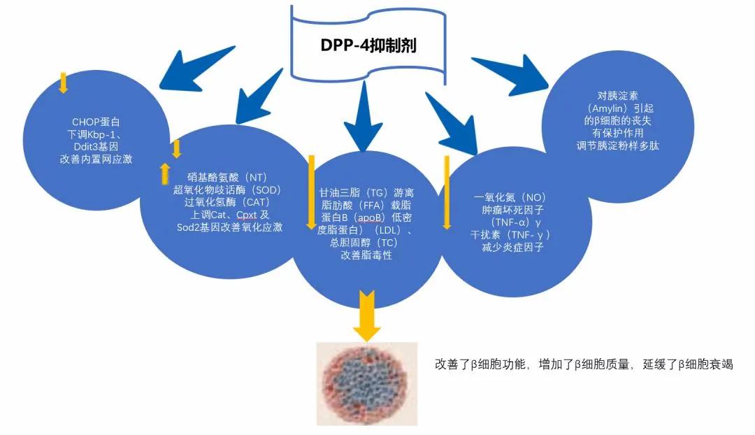 降糖药物分类及代表药图片,dpp4降糖药物的作用机制示意图