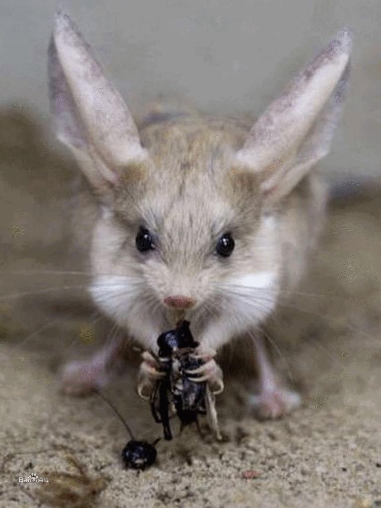 可爱的沙漠小跳鼠,米老鼠沙漠跳鼠