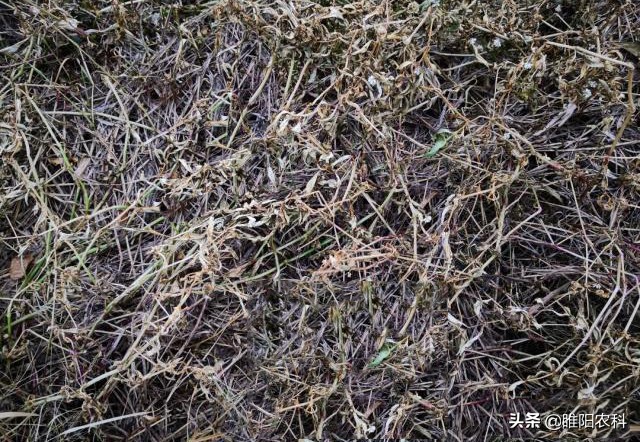 草甘膦除草剂对有水的杂草有效么,草甘膦高效除草剂