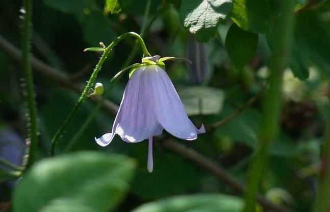 沙参开花了,沙参开花白色
