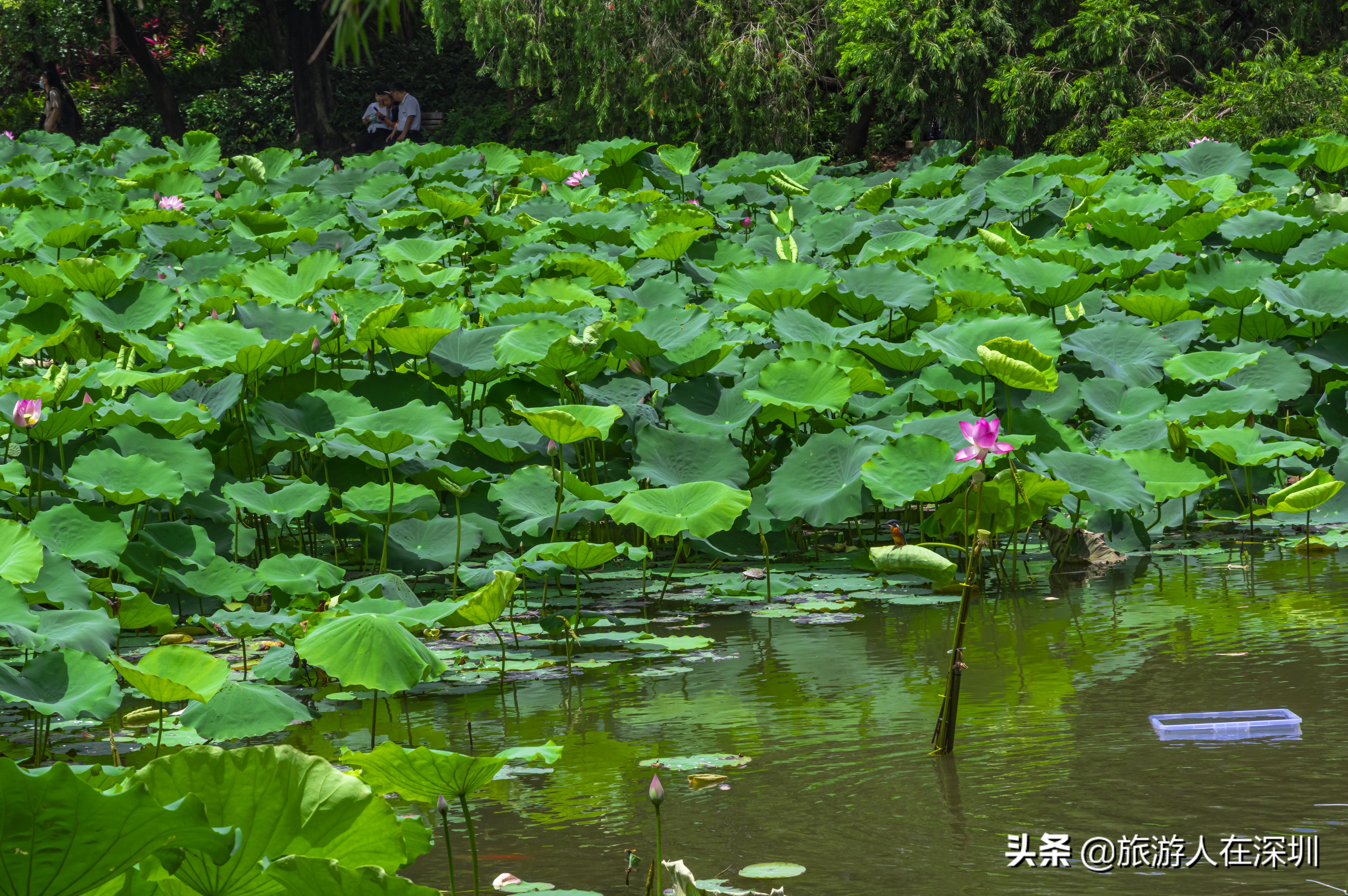 洪湖公园深圳免费景区,深圳市洪湖公园开放