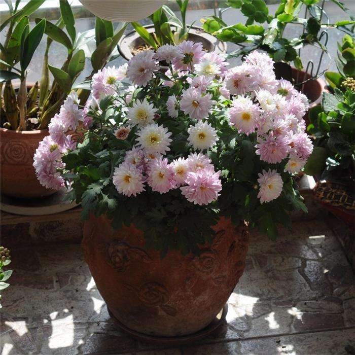 适合养老桩的菊花,适合室内养的小菊花