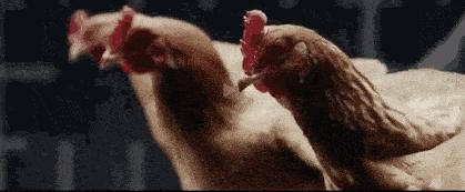 带着小红帽披着黄披肩，只为贵族服务，印度人的“绝活”还真不少