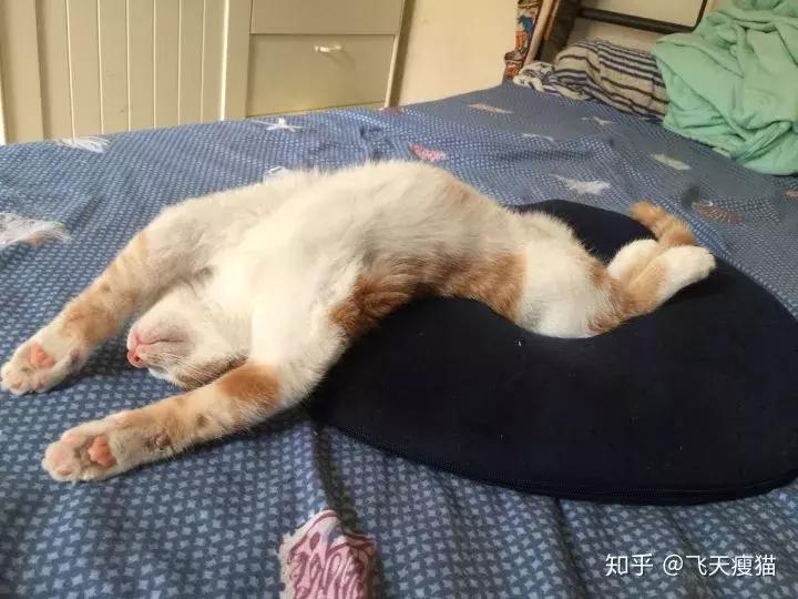 如果舔猫一口猫会怎样,猫猫能舔到全身吗