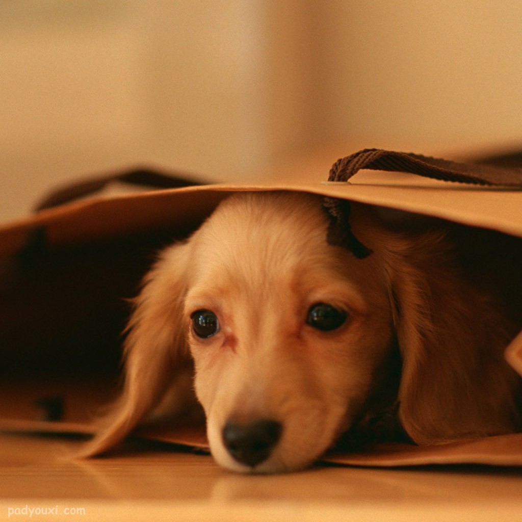 2个月的狗狗怎么喂养,2个月狗狗怎么训练大小便