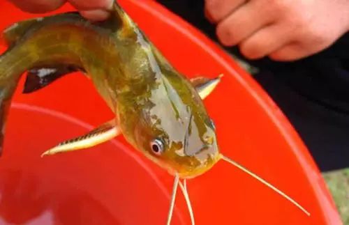 黄颡鱼苗水霉病用什么药,黄颡鱼身上有溃烂是什么病