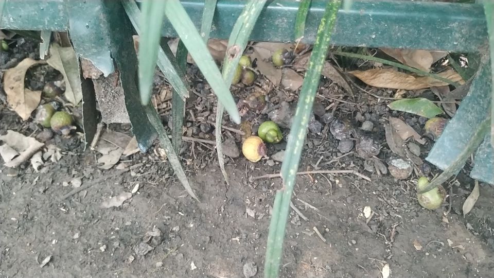 西湖风物志：随处可见的绿果果，老杭州都说是宝贝，竟然免费捡？