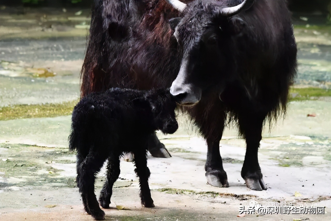 十种最强的牛科动物,牛科动物都有哪些