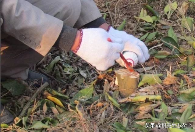 怎么判断柑橘树是黄龙病,如何防治黄龙病