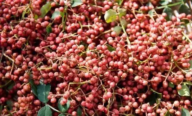 花椒怎样种植才能产量高,花椒种植和产量