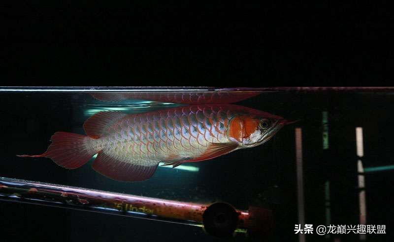 养龙鱼有什么讲究养几条,龙鱼养几条合适有什么讲究