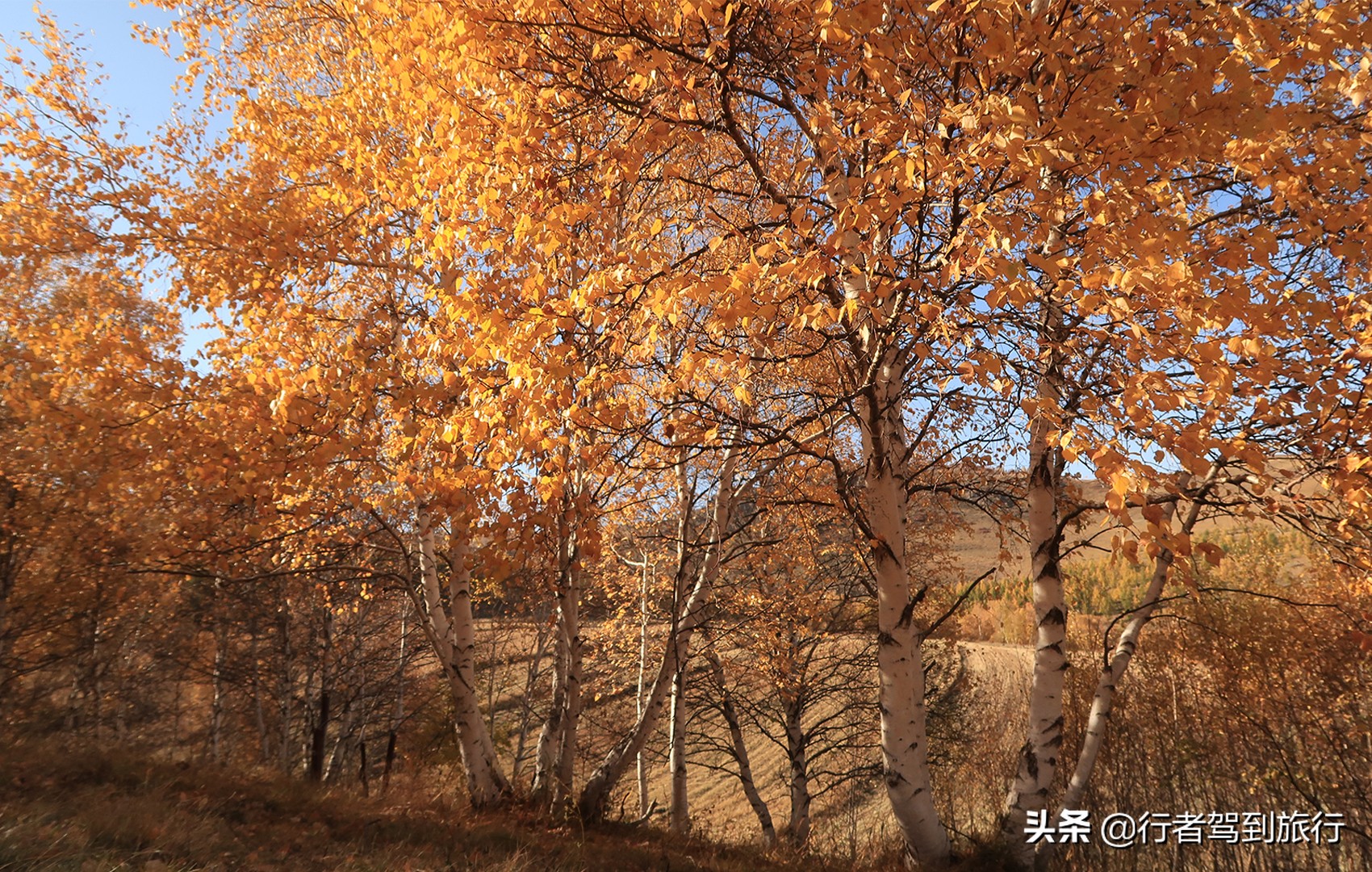 冬季克旗旅游自驾游攻略,克什克腾旗看秋色攻略