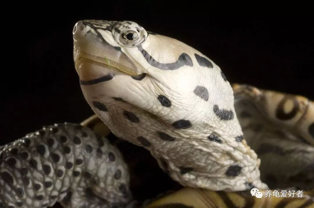龟病用草药治疗方法,治龟病最佳药物