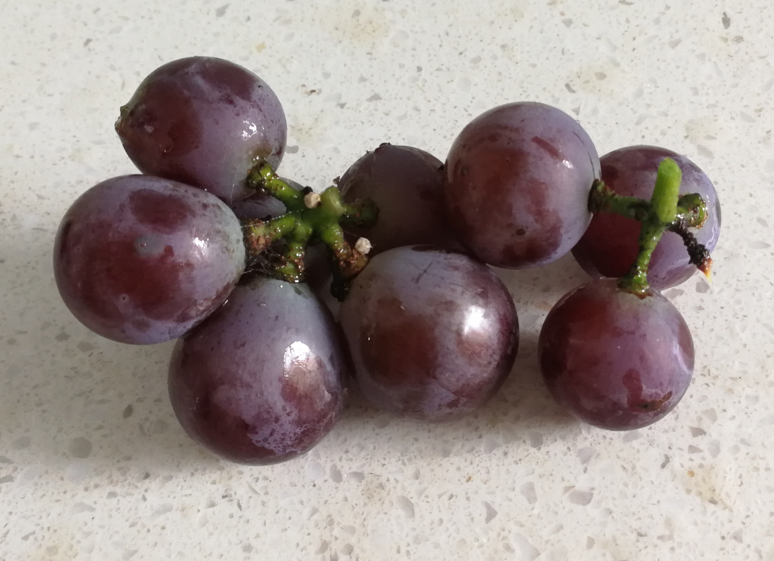 买葡萄要买哪个才最好吃,买葡萄选哪种最好