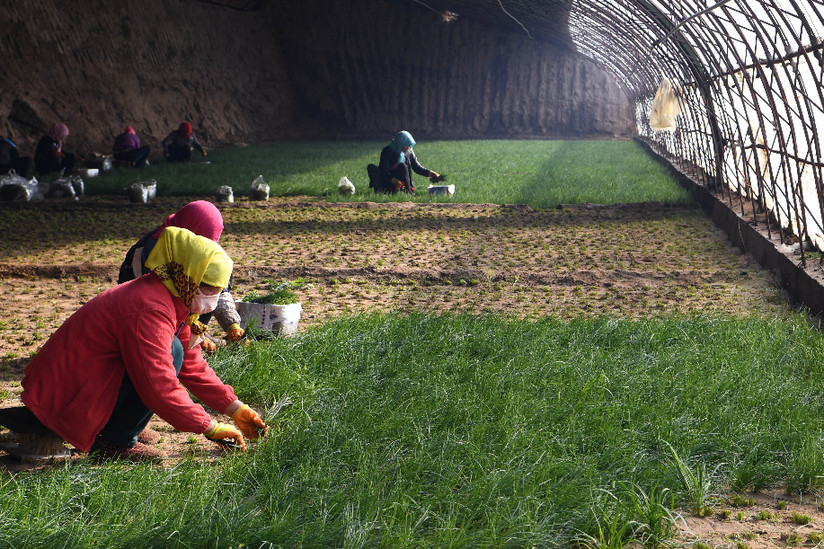 与沙漠掰了70年手腕,这块绿洲如此“倔强”