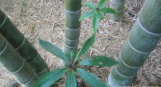 竹林里的野草如何清除,最近竹林发现的野草