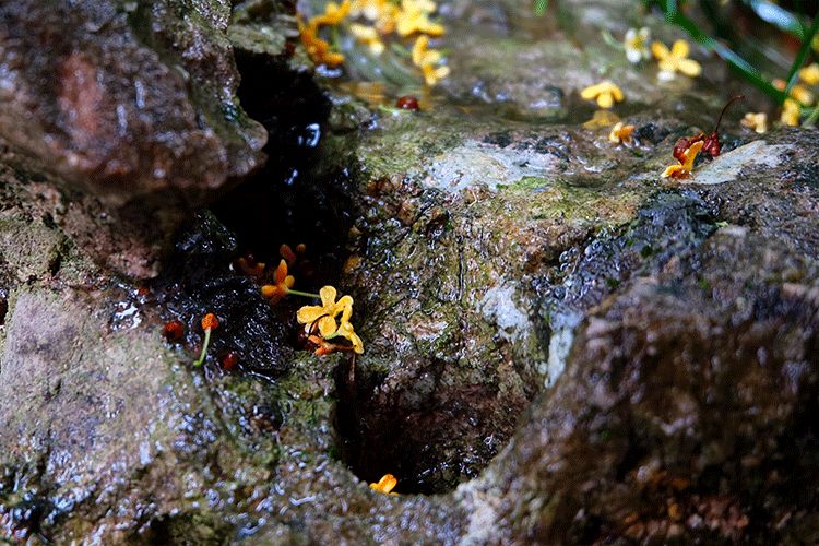 如果灵魂有香气希望是桂花味,如果灵魂有香气