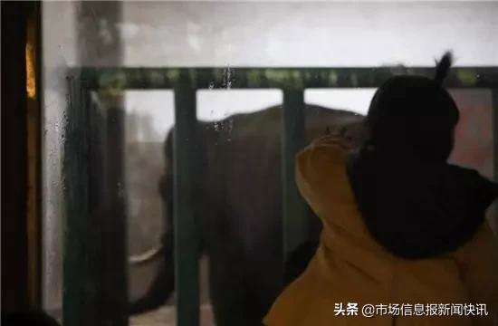 长沙一头大象踩死驯兽员官方回应,长沙动物园驯兽师被大象踩死了