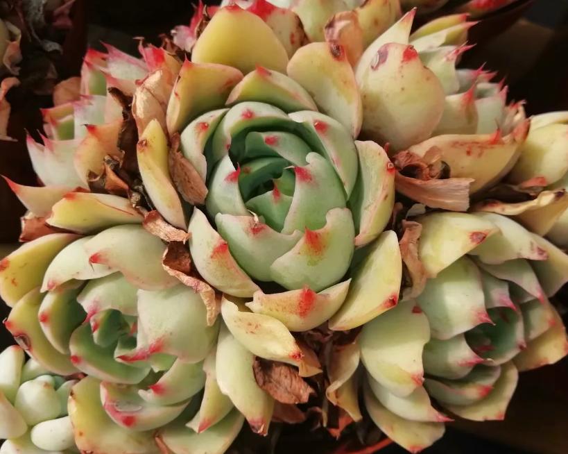 多肉养出状态来有多美?这102种多肉控养上色之后美呆了